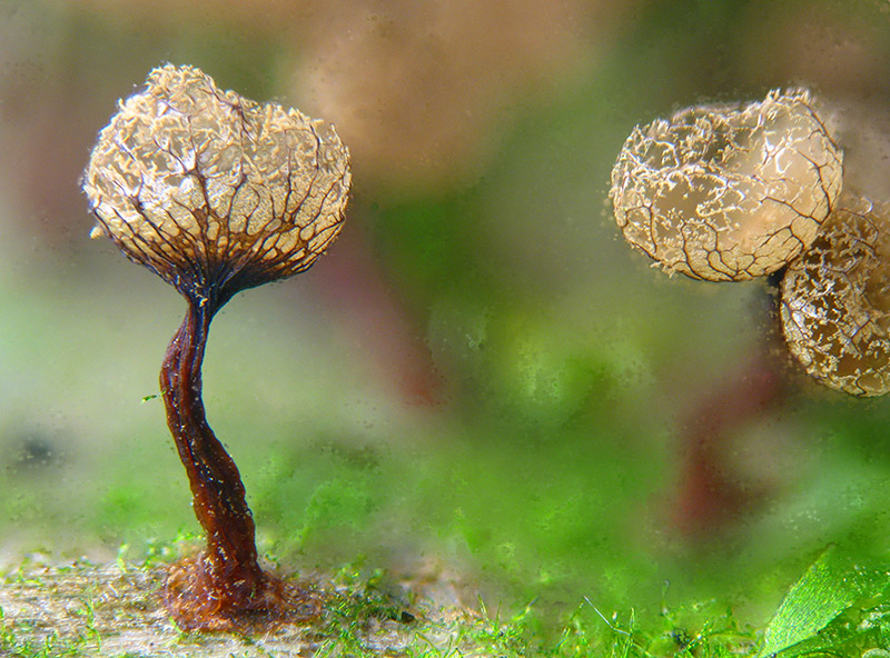 Cribraria argillacea